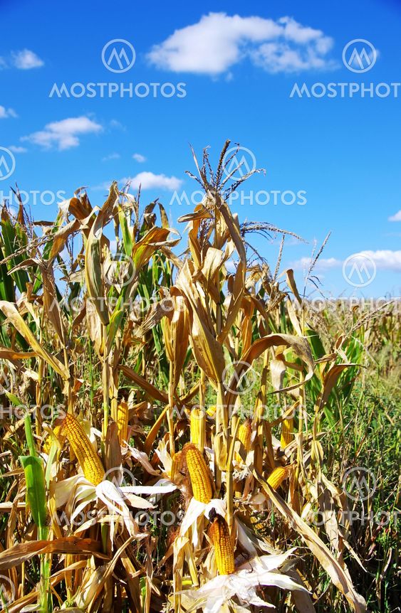 Field corn in the Autumn at Portugal
