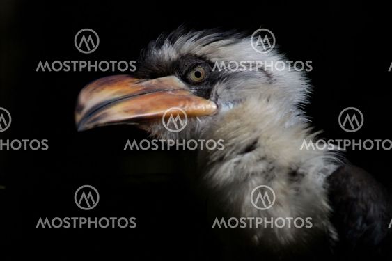 Von der Decken's Hornbill