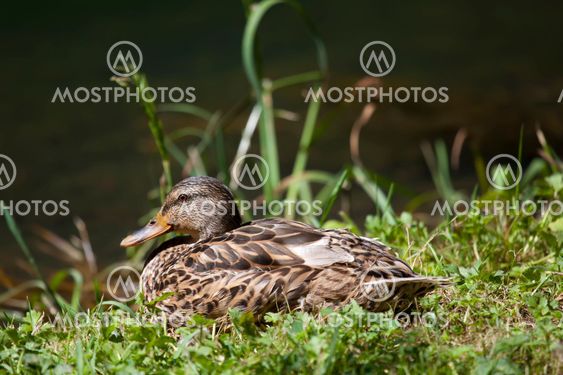 Duck, Ebro river, Fontibre, Campoo de Suso, Cantabria, Spain
