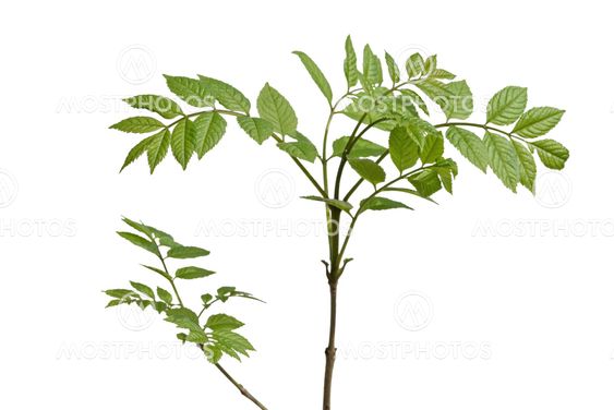 young ash tree