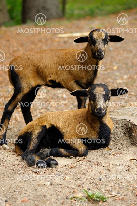 brown goats grazing in a field, sheep