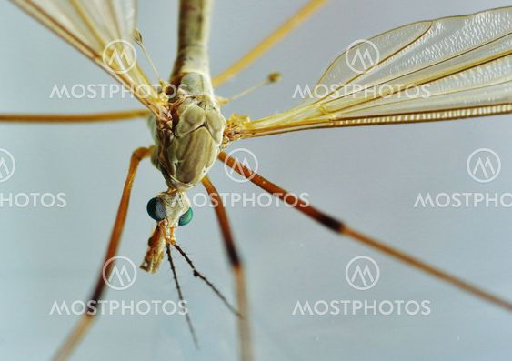 Tipuloidea