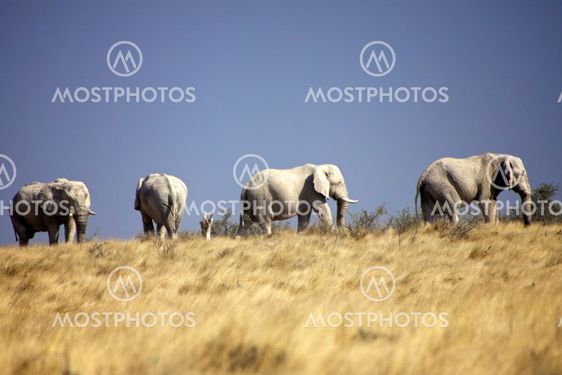 elephant in the grass at etosha national park namibia
