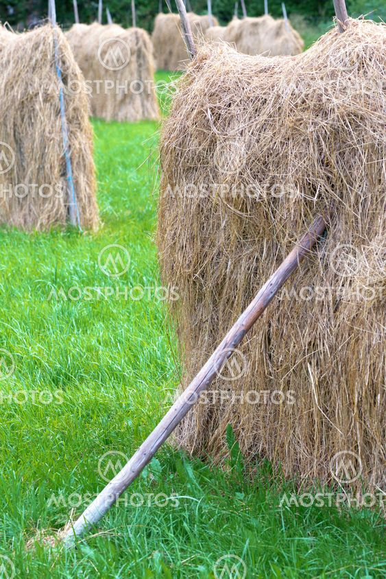 Drying hay in the old fashioned way during late summer