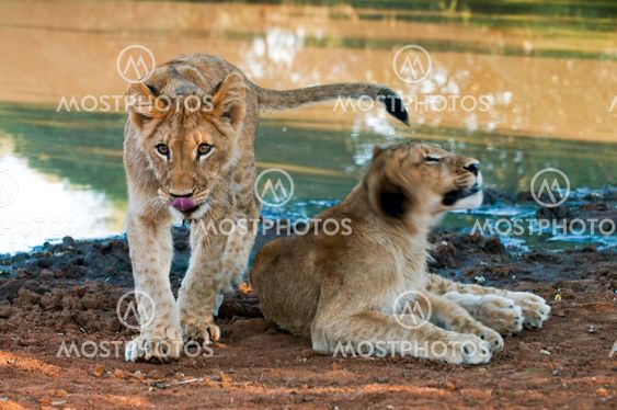 Lion - Löwe