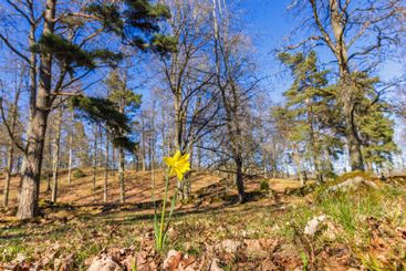 Beautiful spring landscape with a blooming daffodil