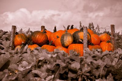 Pumkins in Osterlen Skane Sweden