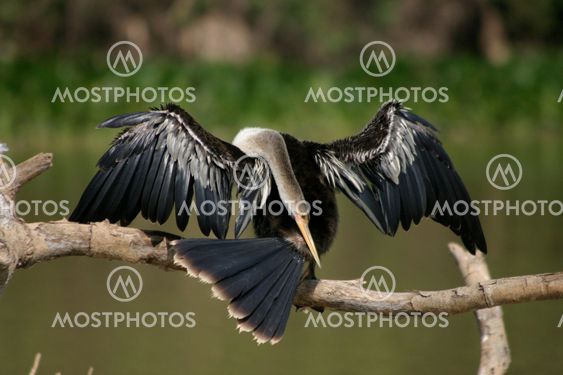 Grooming Snakebird