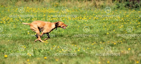 Speddy rhodesian ridgeback