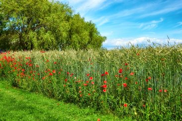 Poppies, forest field and natural peace in countryside,...