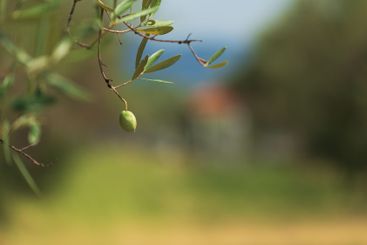 Olive fruit on tree branch in organic agricultural...