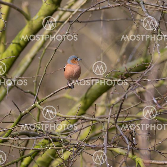 Male Chaffinch perched in woodland