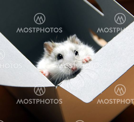 Hamster i en ruta
