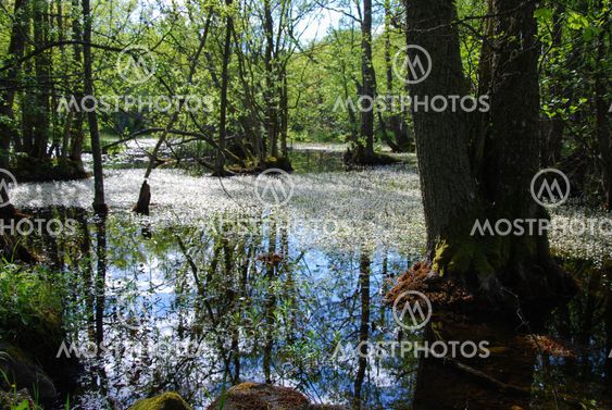 Wetland reflections