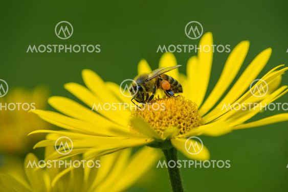 Honey bee pollinating yellow daisy flowers in the spring