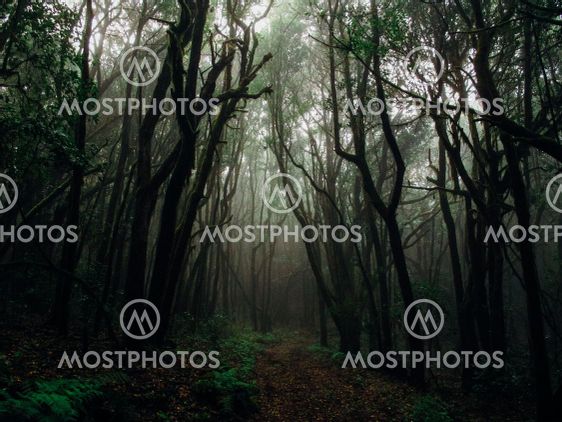 Dark Forest