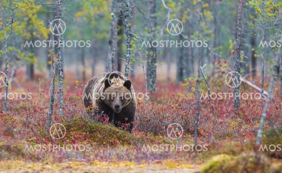 Brown bear, Ursus arctos, walking in red autumn colored bushes