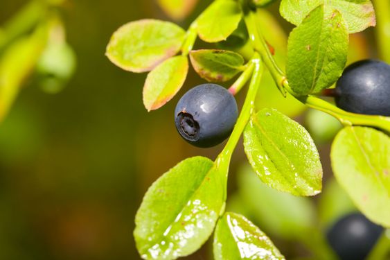 bilberries
