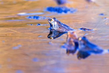 Moor frogs in a pond a sunny spring day at breeding season