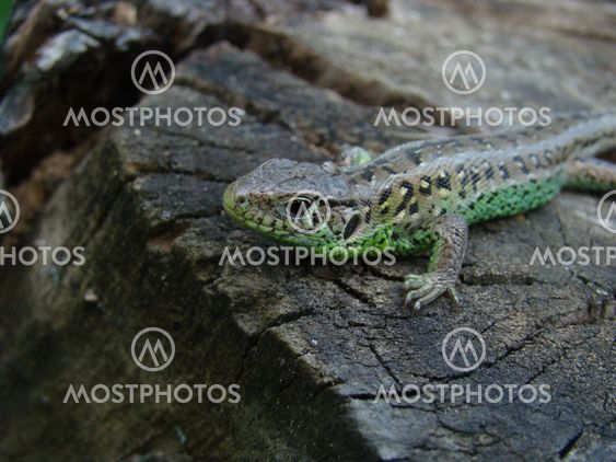 the lizard