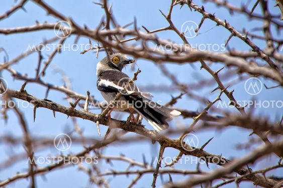 a white-crested helmet shrike in etosha national park namibia