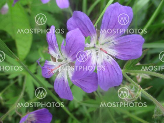 Midsommarblomster
