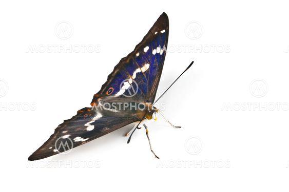 beautiful butterfly