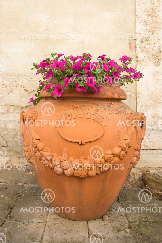 Flowers in clay pot.