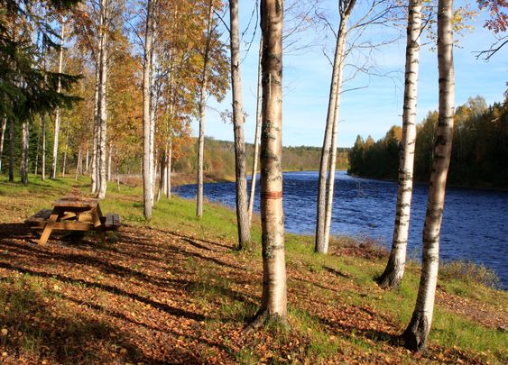 Young forest by a river.