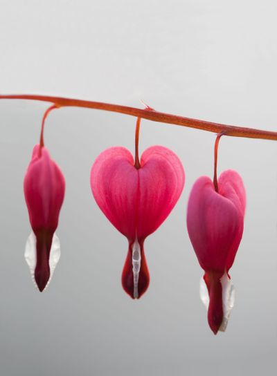 Lamprocapnos spectabilis (bleeding heart)