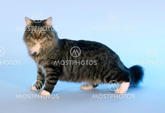 Norwegian Forest Cat