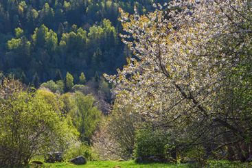 Cherry blossom a sunny spring day