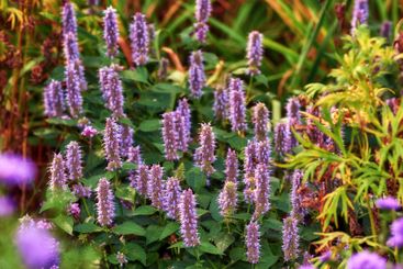 Anise hyssop flowers, garden and nature with spring,...