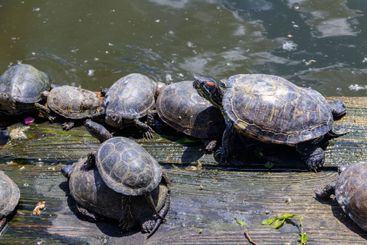 European pond turtle (Emys orbicularis)