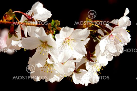 Cherry blossom in March