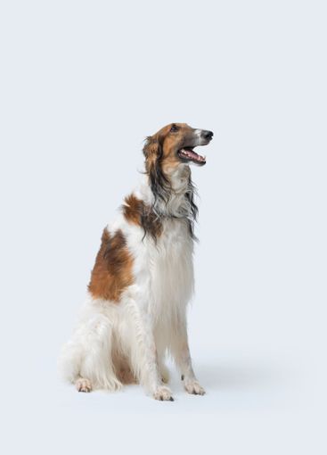Beautiful Borzoi Russian Hunting Sighthound portrait