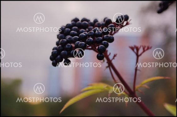 Wild berry