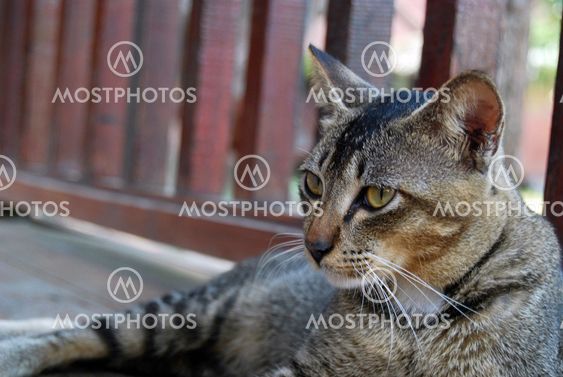 The Next Top Model Cat _ 3