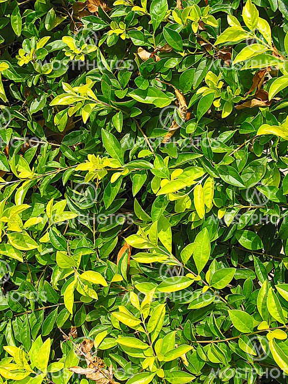 leaves background