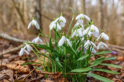 Flowering snowdrops an early spring day in the woods