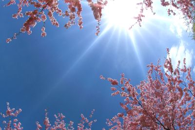 Spring - Japanese cherry blossoms