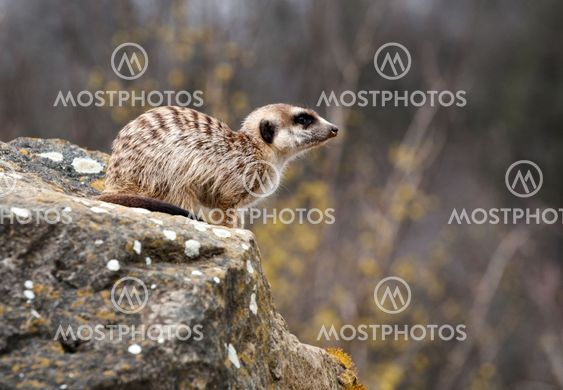 suricate
