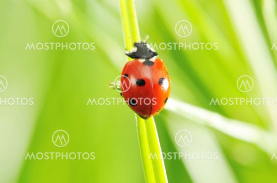 Ladybug