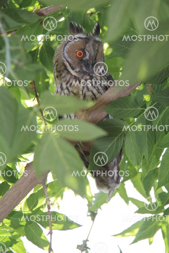 owl on green tree
