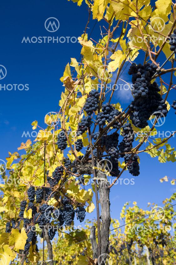grapevines in vineyard Jecmeniste, Eko Hnizdo, Czech Republic