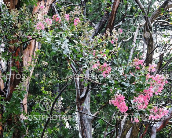Botanical Plants Flowers