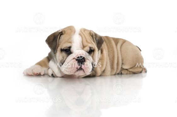 English bulldog puppy isolated
