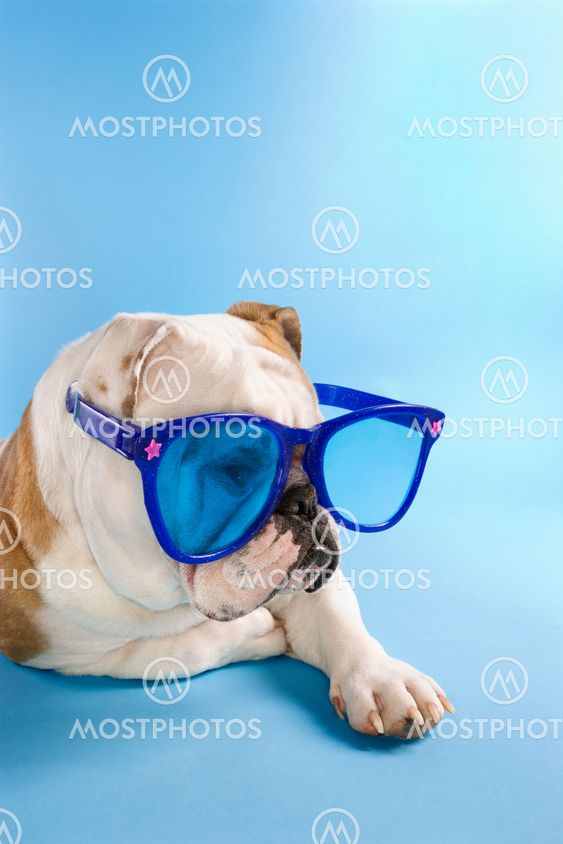 English Bulldog wearing sunglasses.