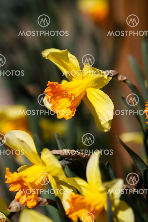 Daffodils