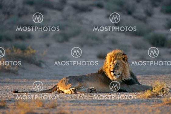 Big male African lion resting